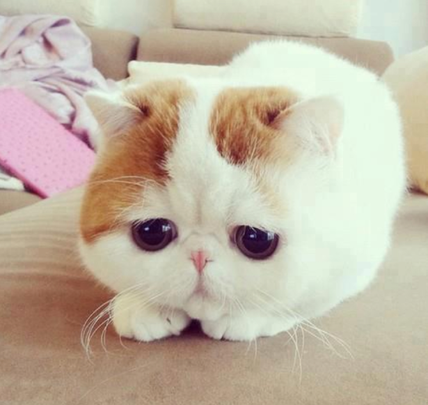 二度見するほど美しい生き物 No Twitter 世界で最もかわいいネコのスヌーピー 世界で最もかわいいネコ といわれているスヌーピー 小さな鼻と平らな顔 まん丸の大きな茶色い瞳がチャームポイント エキゾチックショートヘアという猫種になります T 二度見するほど美しい生き物 No Twitter 世界で最もかわいいネコのスヌーピー 世界で最もかわいいネコ といわれているスヌーピー 小さな鼻と平らな顔 まん丸の大きな茶色い瞳がチャームポイント エキゾチックショートヘアという猫種になります T