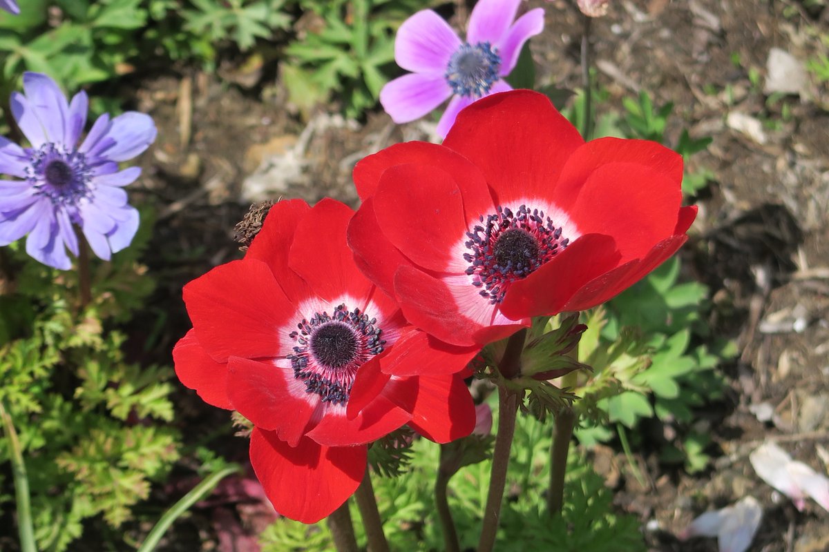 100 Epic Best紫 アネモネ 花 言葉 最高の花の画像