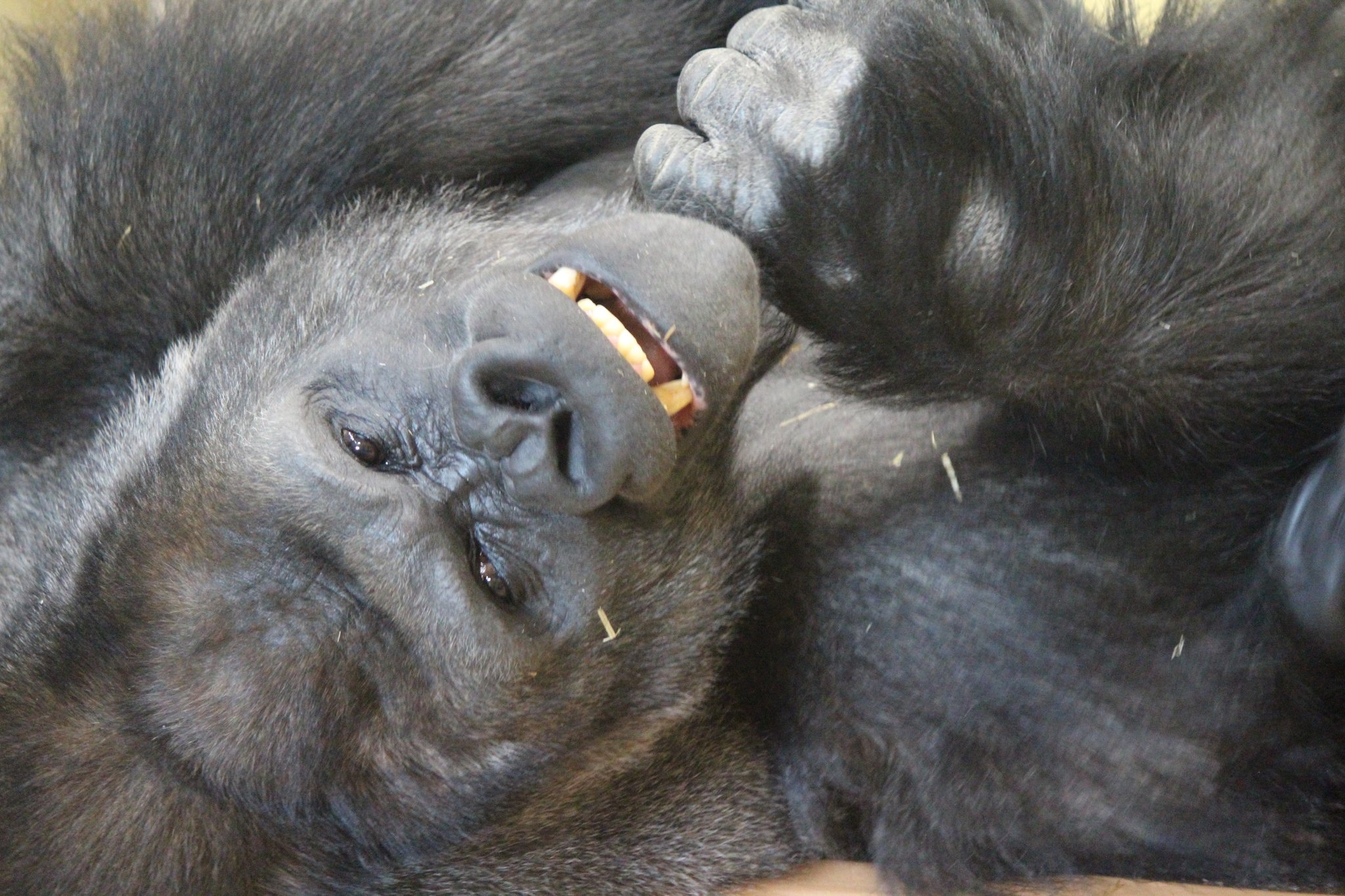 Eri どんなポーズもびしっと決まる シャバーニ ニシローランドゴリラ 東山動植物園 イケメンゴリラ T Co Xbulawddqr Twitter