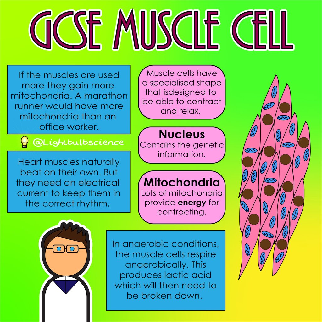 Why Do Muscle Cells Have More Mitochondria Muscle Cell Mitochondria