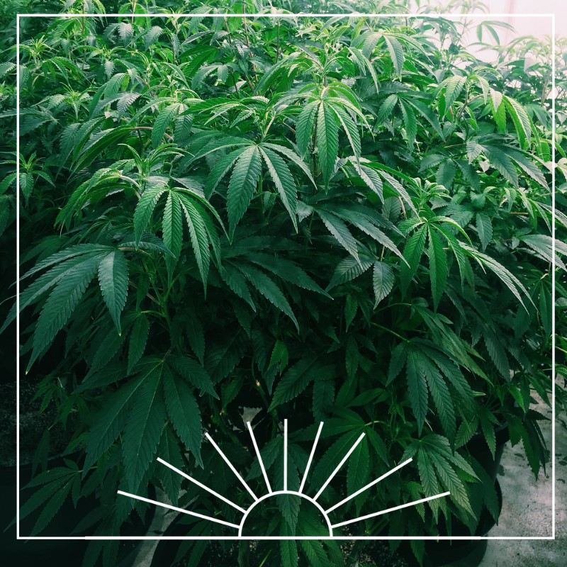 baskfairhaven's tweet photo. Happy Mother's Day from our happy mothers!
.
.
#newengland #cannabiscommunity #forthepatients #mammj #massmmp #grassachusetts #baskfairhaven #terps #massdispensary #fullspectrum #cannabiscultivation #terpenes #cannabinoids #mothersday #motherplants https://t.co/NTJhxsouDl