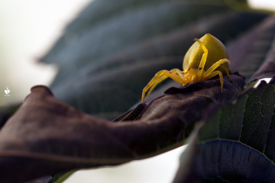 nature_return's tweet photo. Thomisus onustus
@_rondpoint_ 
#macro #macrophotography #canonphoto #photooftheday #nature #natgeo #invertebrate #bug #rondpoint #RTN #photography #photo  #France #love #love #life #araignee #spider https://t.co/xEKQn7DprT