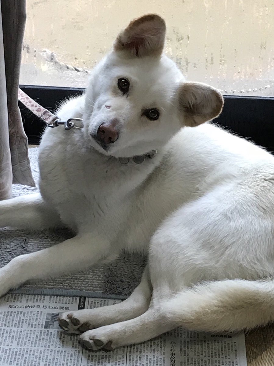 雑種犬 あい Inuai Kimi Twitter 雑種犬 あい Inuai Kimi Twitter