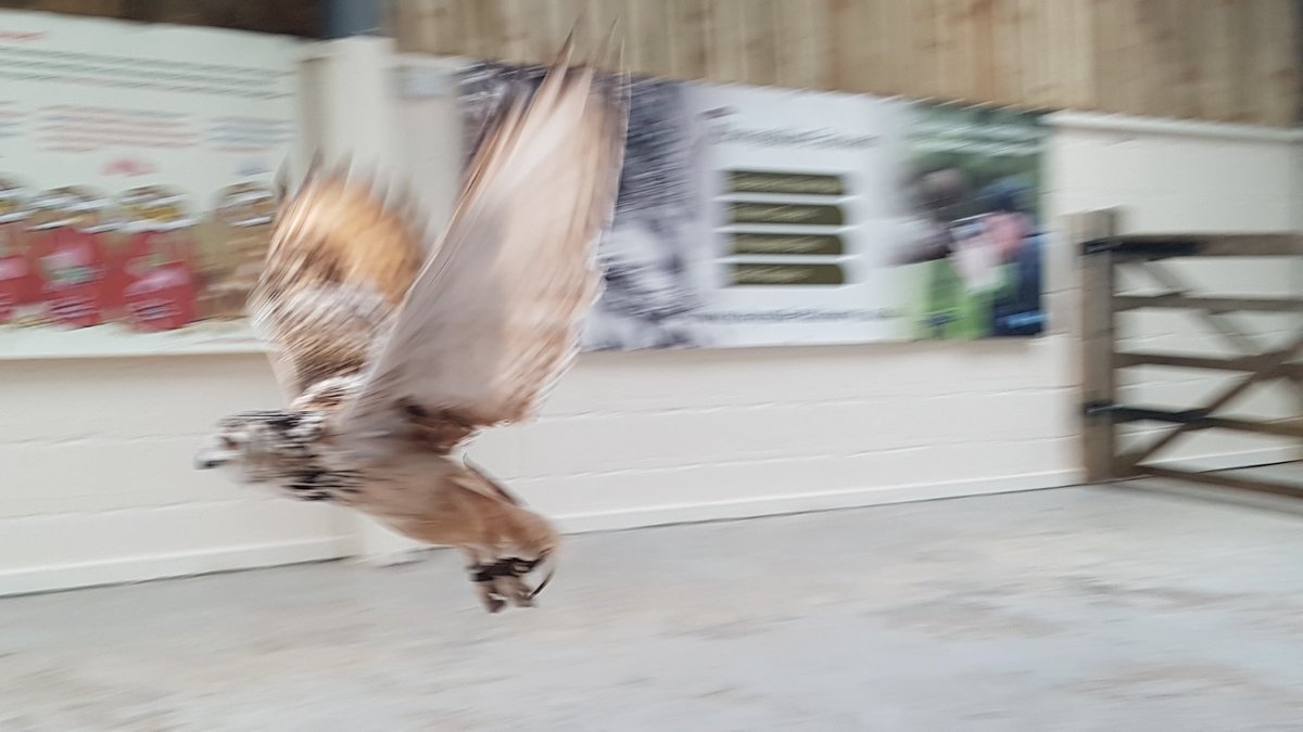 Michaleen Hilton tweet media