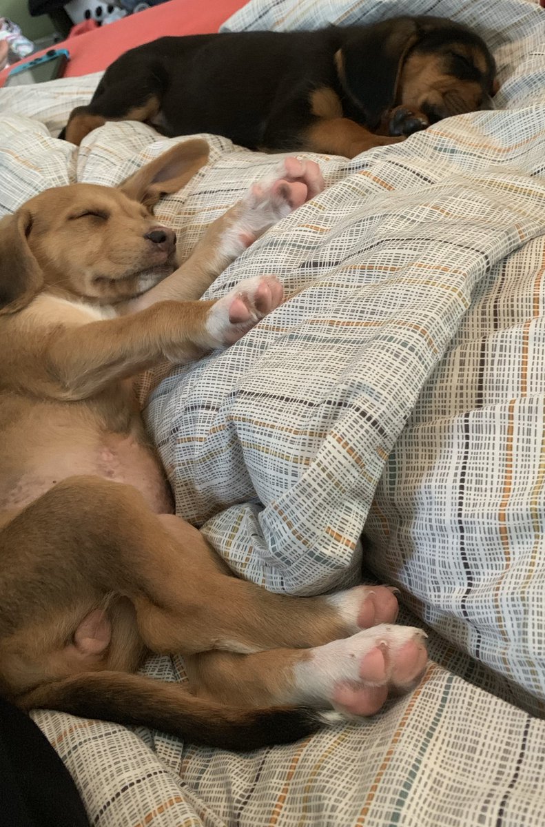 SamoaJoe's tweet photo. Whiskey Danger giving this weekends foster pups some tips on napping. Check out https://t.co/RHBYMPz0Nw to help these pups and more find a forever home. #adoptdontshop https://t.co/gHqrMG0Lc1