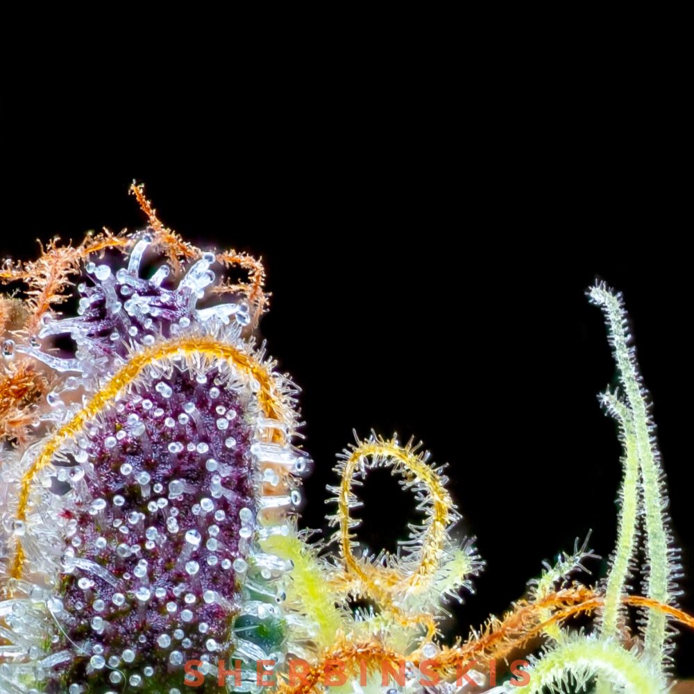 sherbinski415's tweet image. Grown indoor, #Mochi's distinct growth characteristics(short and squat) made it ideal during my early days of garage growing, and is also one of the reasons why #Gelato47 was selected.