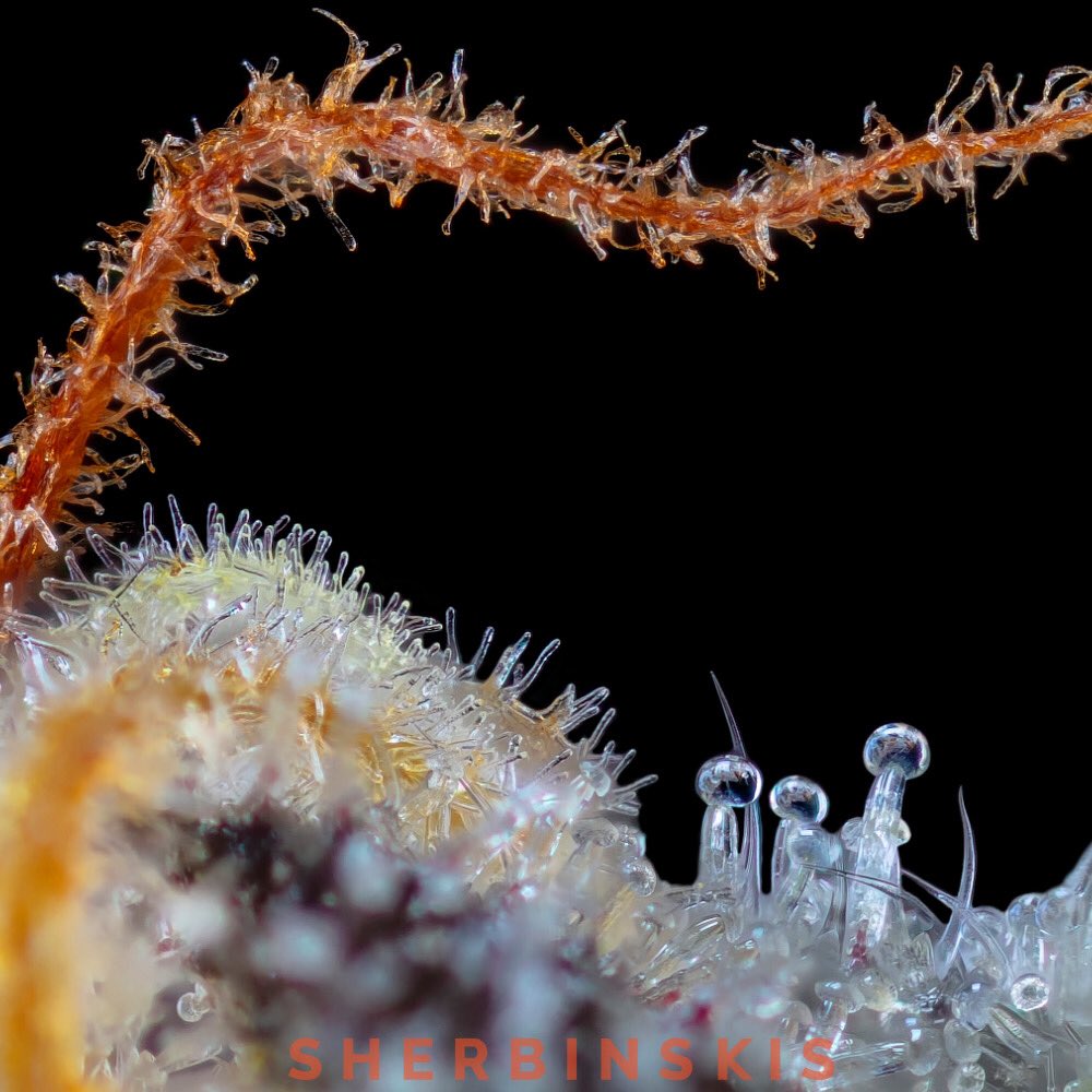 sherbinski415's tweet image. Grown indoor, #Mochi's distinct growth characteristics(short and squat) made it ideal during my early days of garage growing, and is also one of the reasons why #Gelato47 was selected.