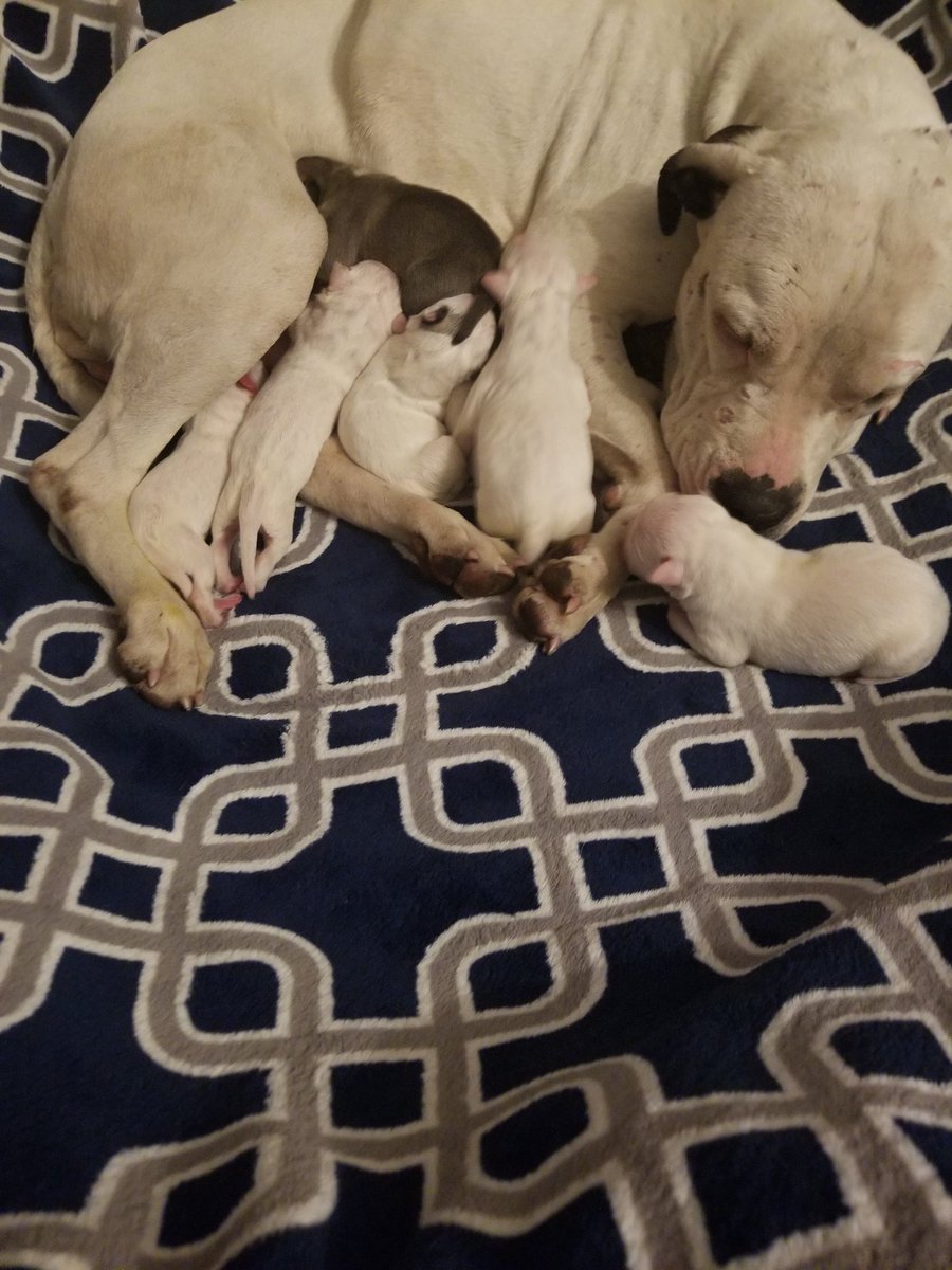 PitDetroit's tweet image. Happy Mother's Day from rescued girl Tootie and her 11 puppies!