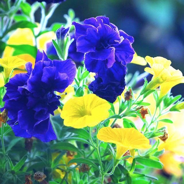 talaalamuddin's tweet photo. From our mumโs garden to you...never stop growing...and long may we bloom! ๐ผ๐ฑ#happymothersday #mumsgarden #nopricks #flowerpower #TOTALLYnatural #gardengoals #popofyellow #burstofblue #talasnaps #TALAtravels #London #TOTALLYbright #TALA #TotallyTALA โฆ https://t.co/cXLMcjYVSV https://t.co/QM3BviFm7x