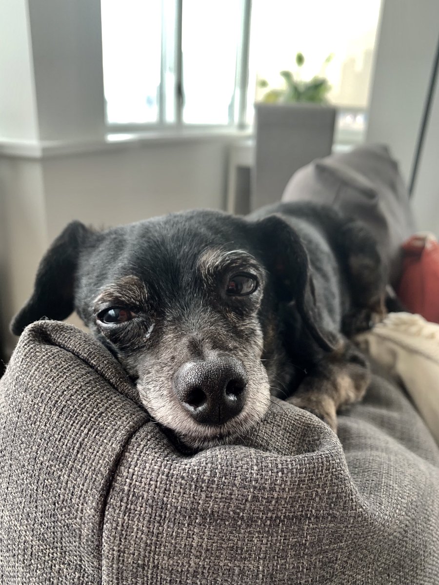 Its_EmGee's tweet photo. Sundays are for the dogs. ☺️ https://t.co/PaoNb8JDx3
