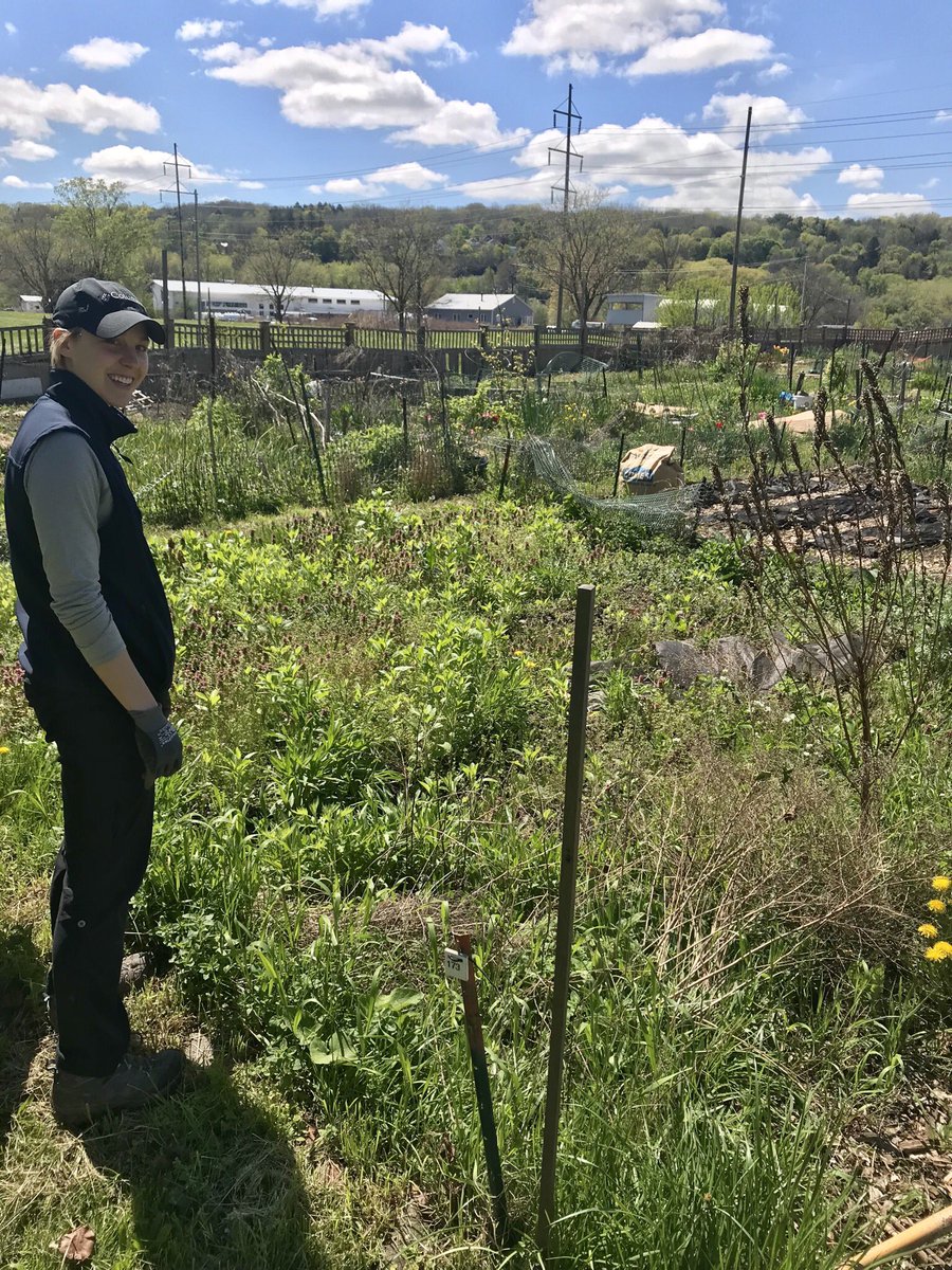 Mike_Dineen_'s tweet image. Ready for spuds! #local #manualLabour 🇮🇪 🥔