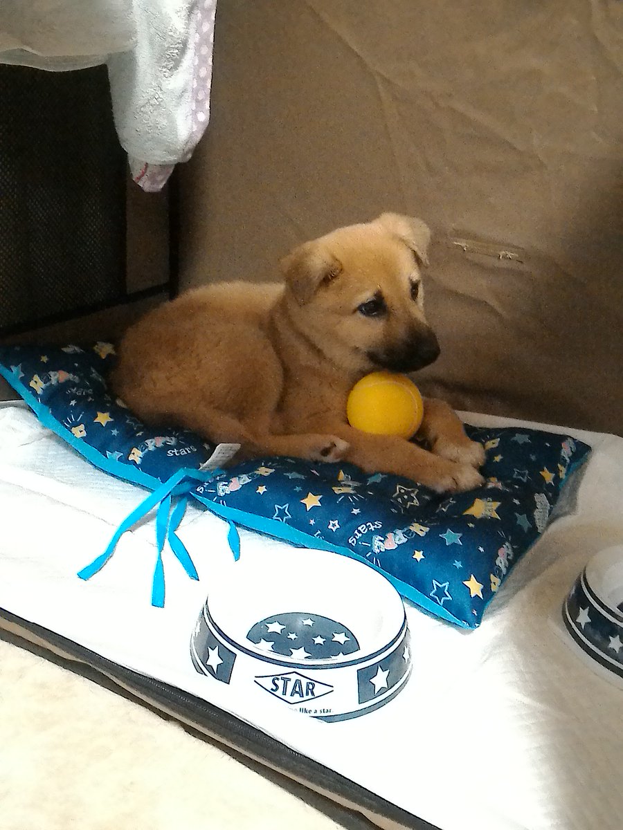 徳島県動物愛護センター