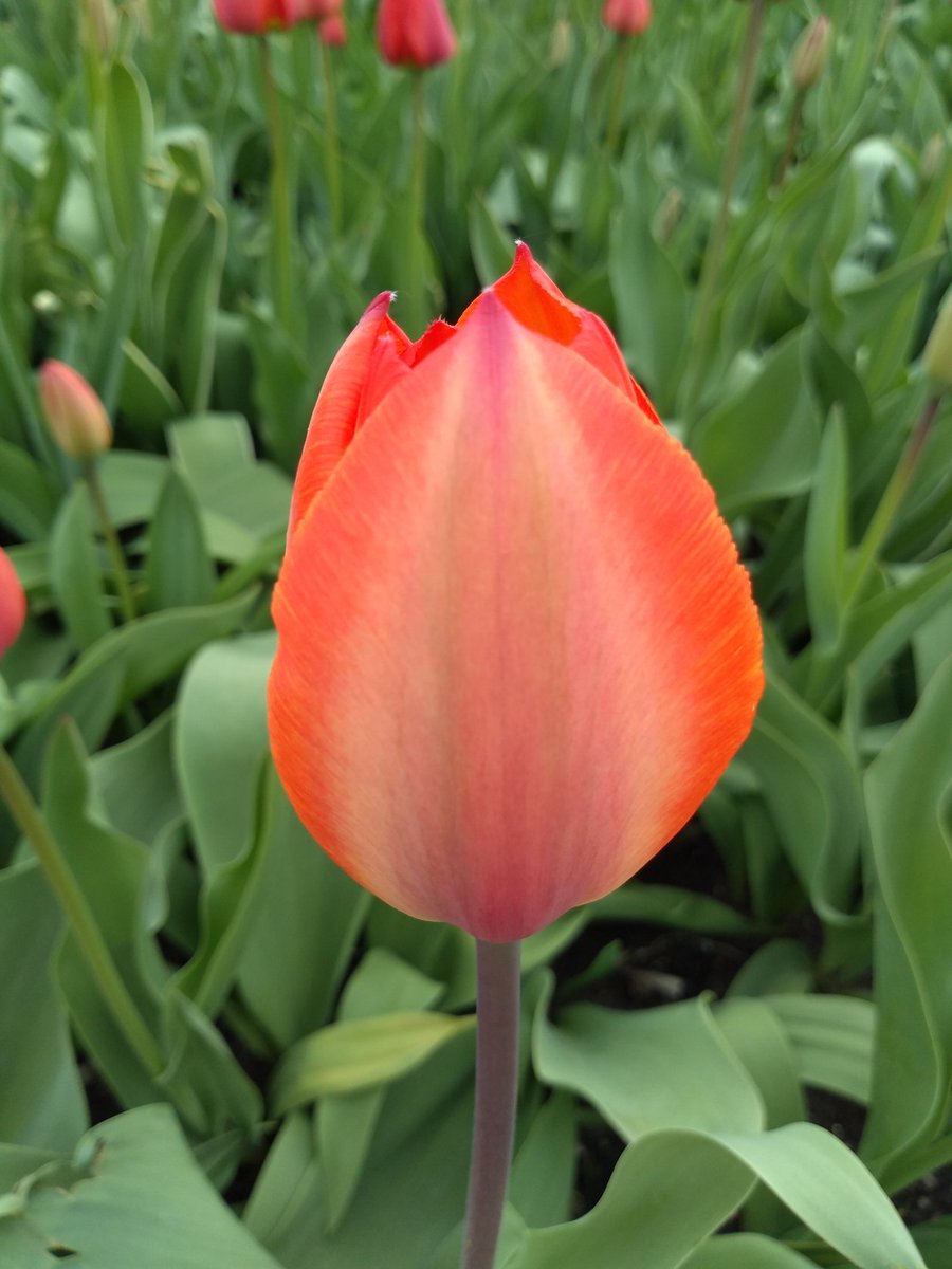 One Million Tulips #RideauCentre #OTTAWA 2019 Roof Top Garden CF Rideau Centre #OneMillIonTulips #CanadianTulipFestival #tulipfestival #tulips #TulipOttawa #Rabin  #TulipCanada #RabinPhotography #GoogleMaps #GoogleLocalGuides #CANADA