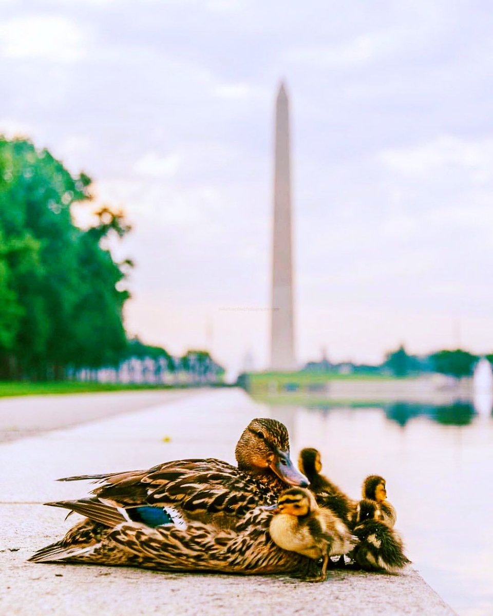 Moms, "waddle" we do without them? #HappyMothersDay to all mothers in D.C. and beyond!  🦆🌷 #DCDucksTour