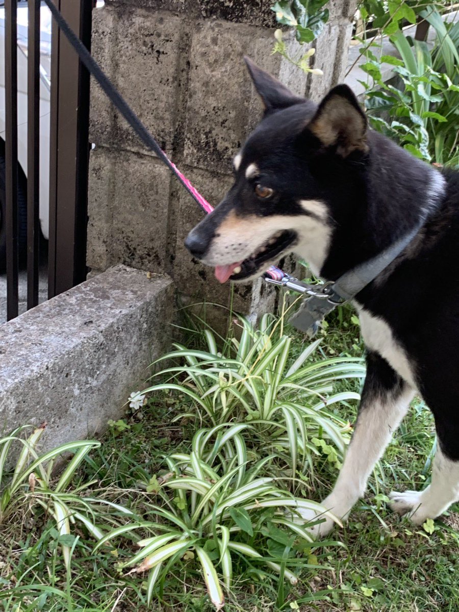 ヴァ乳 على تويتر 浦添市沢岻で黒柴ぽい犬を保護したよ 青い首輪 ちょっとボロい つけてるよ 背中に少し白い毛が入ってる まだ若そうな感じ 腰にかさぶたの跡かな 少しガサッとしてる 誰か心当たりありませんかー