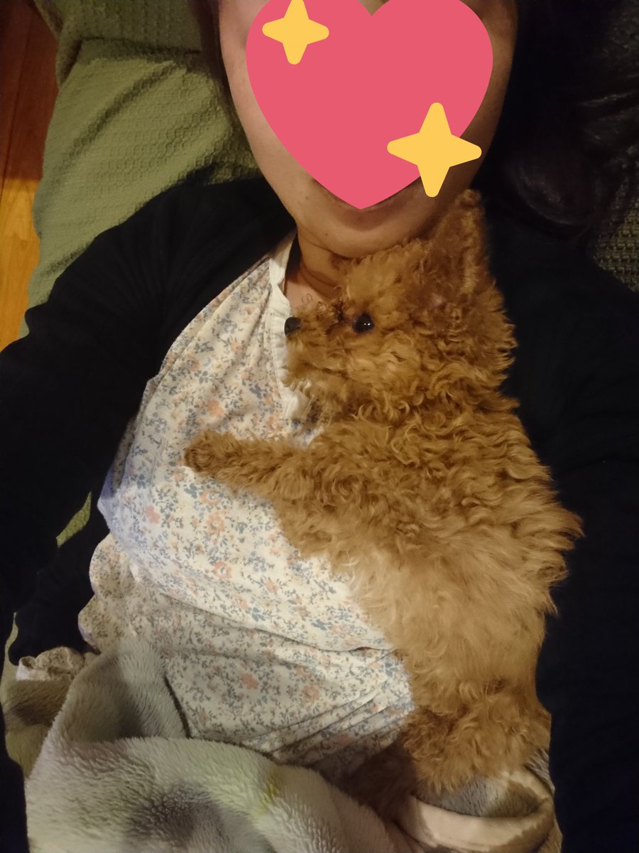 甘えん坊なトイプードル