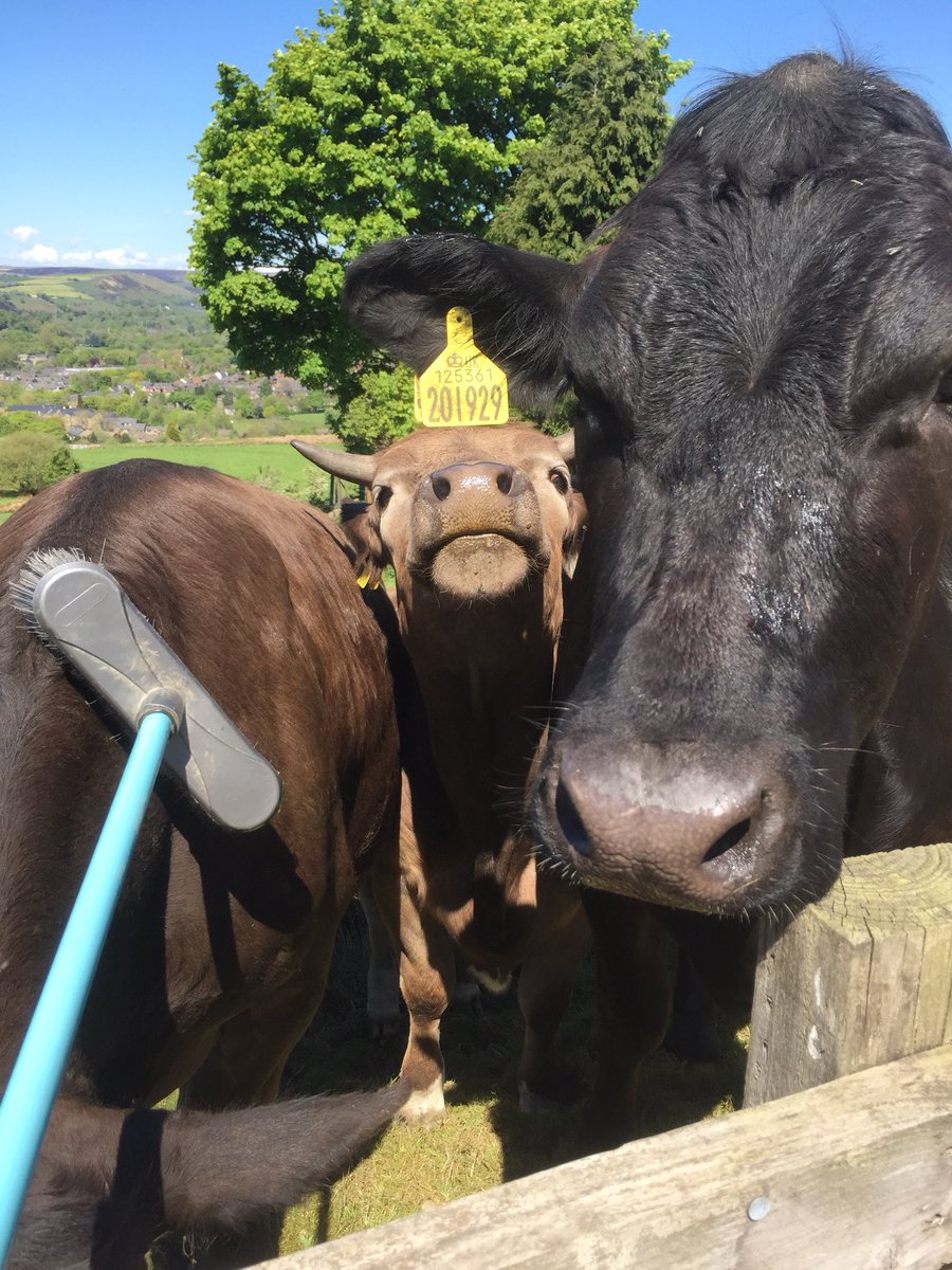CLJConsultants's tweet photo. You can’t beat a good old scratch and a bit of TLC on a sunny day #calfs #cows #tlc #heiffer #bullcalf https://t.co/SqZL0M2Jp6