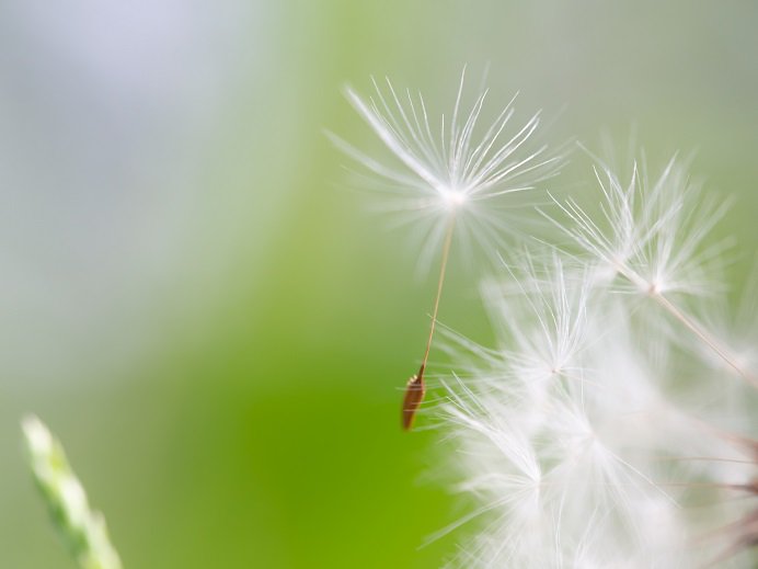 K 24 タンポポの綿毛につかまって 時には 風に身を任せ どこかに飛んでいきましょう 大きな虫さん こんにちは そのお花の蜜は どんな味 私も ちょっと いただきたいわ ほら また 風が来る 今度は あなたが飛ぶ番よ たんぽぽの綿毛 マクロレンズ