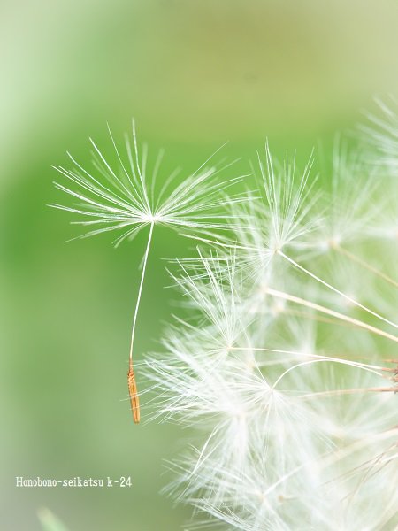 K 24 タンポポの綿毛につかまって 時には 風に身を任せ どこかに飛んでいきましょう 大きな虫さん こんにちは そのお花の蜜は どんな味 私も ちょっと いただきたいわ ほら また 風が来る 今度は あなたが飛ぶ番よ たんぽぽの綿毛 マクロレンズ