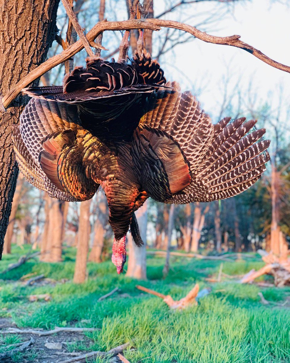 Mojo_Outdoors's tweet photo. Show us your Harvest below
.
#mojooutdoors #outdoors #hunting #turkeyseason #turkeyhunting #longbeard #strutter #turkeydown #scootnshoot #limbhanger https://t.co/KjM3cju8U0