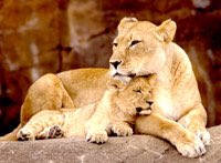 Horatio HS  Baseball (@horatiobaseball) on Twitter photo Happy Mother’s Day! Happy Mother’s Day!