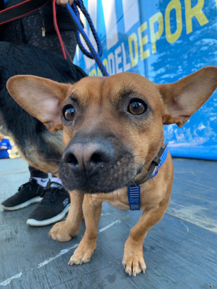 cotyreginato's tweet photo. A minutos del comienzo de una nueva Perrorunning 2019 en Viña del Mar, actividad recreativa familiar que fomenta la tenencia responsable de mascotas. #VIVEVIÑA #perrorunning #CHILE #DÍADELAMADRE
Virginia Reginato #VIÑADELMAR https://t.co/FxrwhhUgCo