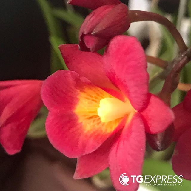 techgroupexpres's tweet photo. “No hay distancia para halagar y consentir a una Madre”
.
A diario entregamos  carga, paquetes, detalles a muchas madres de Venezuela.  Son maneras de halagarlas y expresarles amor 😊. Feliz Día a todas las madres de nuestra comunidad #felizdiadelamad… https://t.co/efvXK8rMXq https://t.co/pmSfpkN1ZG