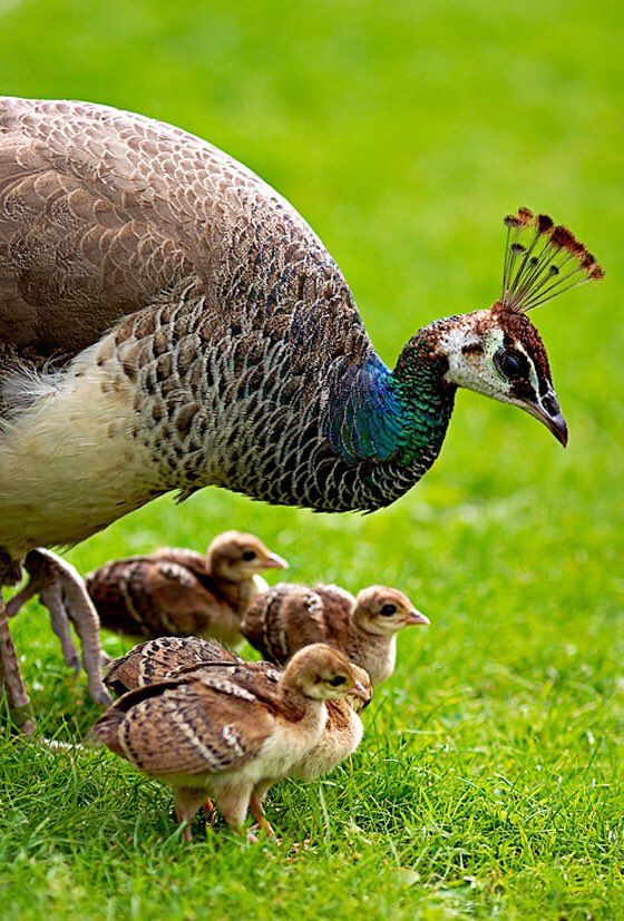 Happy Mother's Day to our Peacock Moms and everyone who fills the role of Mom! Thank you for what you do everyday! <a href="/UIUPeacocks/">Peacock Athletics</a> <a href="/UpperIowa/">UpperIowa</a> 
#MomsDayEveryDay  #HappyMothersDay