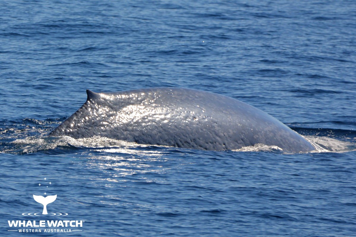 WhaleWatchWA's tweet photo. Flying Offshore Bottlenose Dolphins, the worlds largest animal the Blue Whale, unique Risso Dolphins and our very first Humpback for season 2019... what a special Mother's Day in the Perth Canyon!🌸💖

#WhaleWatchWesternAustralia #JoinOurPod #LearnTheLanguageOfTheWhales https://t.co/v3YuUYUOJf