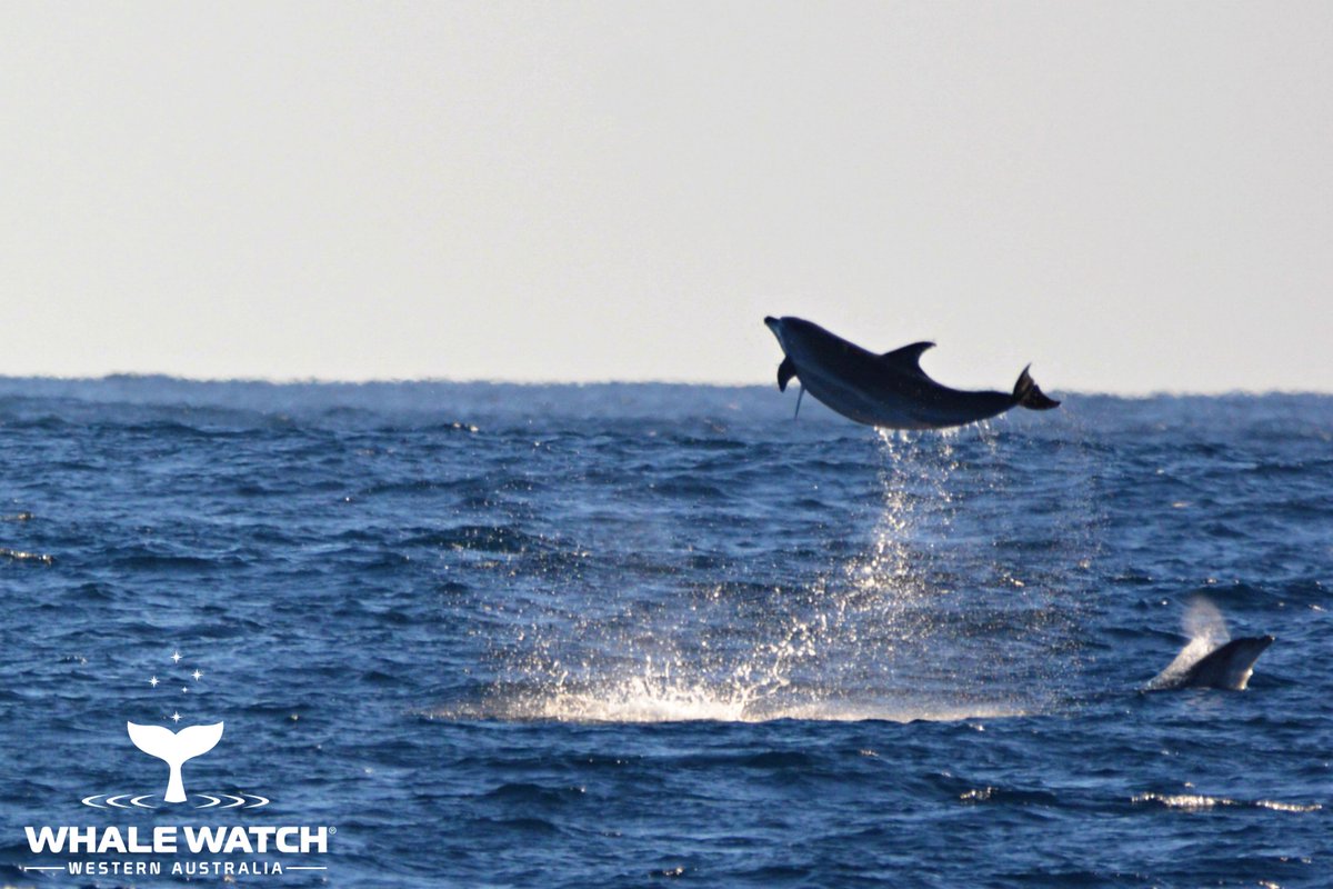 WhaleWatchWA's tweet photo. Flying Offshore Bottlenose Dolphins, the worlds largest animal the Blue Whale, unique Risso Dolphins and our very first Humpback for season 2019... what a special Mother's Day in the Perth Canyon!🌸💖

#WhaleWatchWesternAustralia #JoinOurPod #LearnTheLanguageOfTheWhales https://t.co/v3YuUYUOJf
