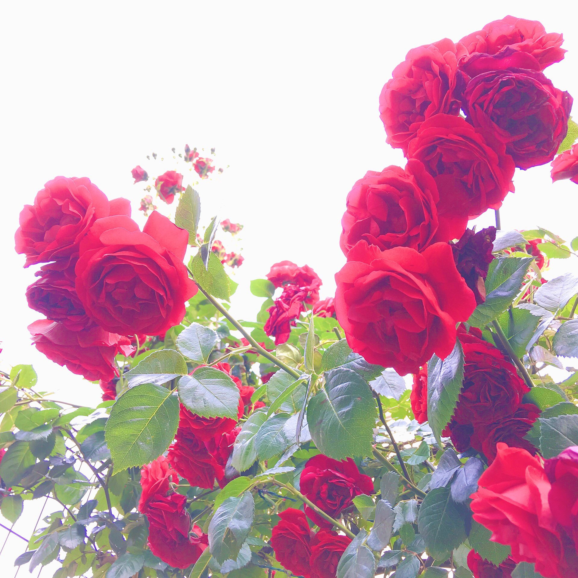 Twitter এ 星井あお 今日は綺麗な赤い薔薇を見かけた 画質がいいからか この薔薇の画像 じっと見てたら飛び出てくる感じするけどわたしだけかな バラの花 3d感 T Co 98onhz2wsn ট ইট র Twitter এ 星井あお 今日は綺麗な赤い薔薇を見かけた 画質がいいからか この薔薇の画像 じっと見てたら飛び出てくる感じするけどわたしだけかな バラの花 3d感 T Co 98onhz2wsn ট ইট র