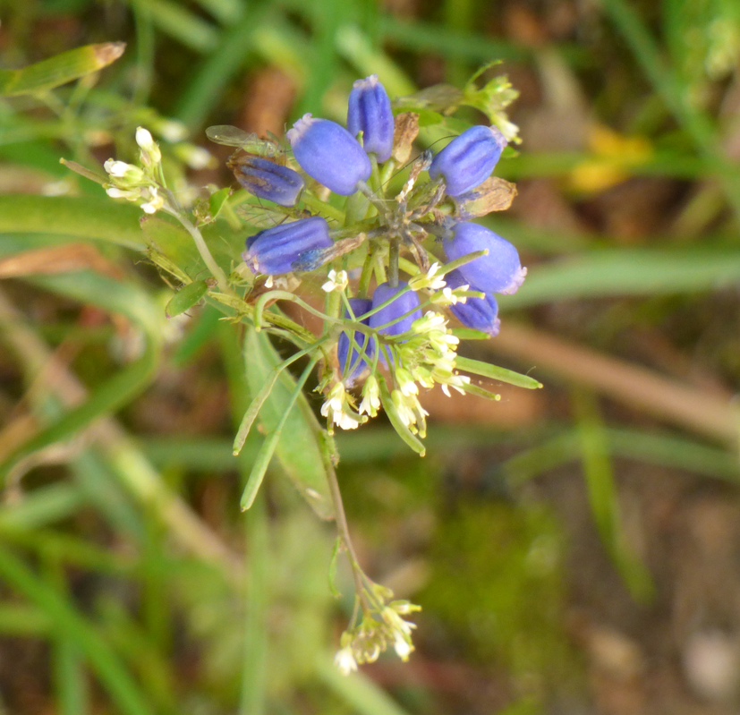 This wild flower party had me confused, can someone help me with identification? #wildflowerhour #wildflowerID