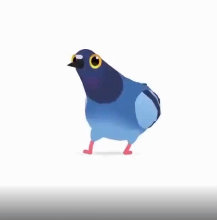 Голуби гифки. Голубь бежит. Танцующих голубей. Танцующих голубей. Голубь.