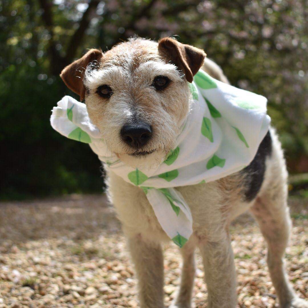 littleleaf_eco's tweet photo. Eddie thinks our organic cotton muslins make a stylish neckerchief 💚

#organicmuslins #cutedog #ecobaby #JackRussellTerrier #dog #muslin #muslins #baby https://t.co/4RokTii3sE