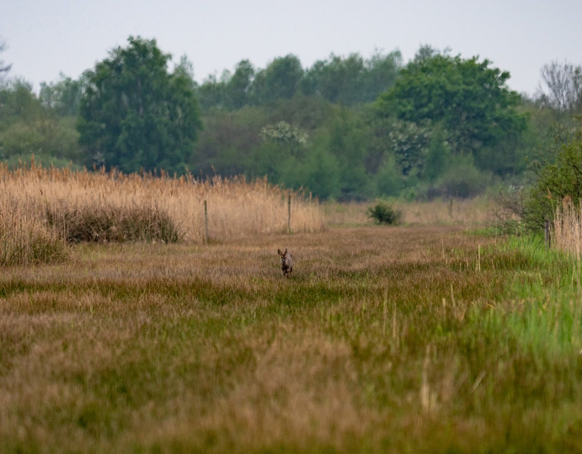 A distant European roe deer (Capreolus capreolus) walking down a grassy ride within a reeded landscape.