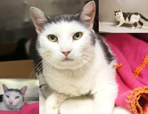 Finder states she saw man leave plastic bag, client found cat in bag. Client took cat home and tried to feed and care for cat for 3 days but was unable to keep cat. Cat was barely active, was drinking but not eating any, and did not use bathroom.

facebook.com/NYCDEATHROWCAT…