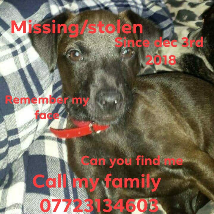 missingdogs155's tweet photo. HAVE YOU SEEN ANGEL PLEASE?🙏
Facebook Page-BRING ANGEL HOME💕💕
#HelpfindAngel @BlueFrenchie1 @gelert01 @rosieDoc2 @KarenFi51820768 @SummerBreezeUS @psychicpenny @BrendaBlethyn @RachaelB100 @suedaycam @jaynecellison @LizJ_T @SteelCherry @MissingPetsGB #BringAngelHome @HunnyJax https://t.co/RxA1jtjylc