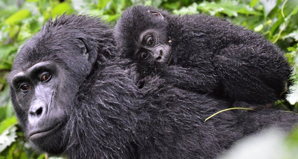 pasiongorilaof1's tweet photo. El instinto materno no solo está presente en los humanos. Admiramos a todas las Mamás, sin importar su especie ¡Feliz Día de la Madre! Les desea GORILA®  🦍❤️

#FelizDíaMamá #Distintec #Chile #gorila #happymothersday https://t.co/pMIP15bKCa