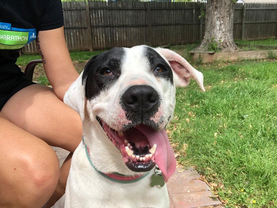 okladogs tweet picture