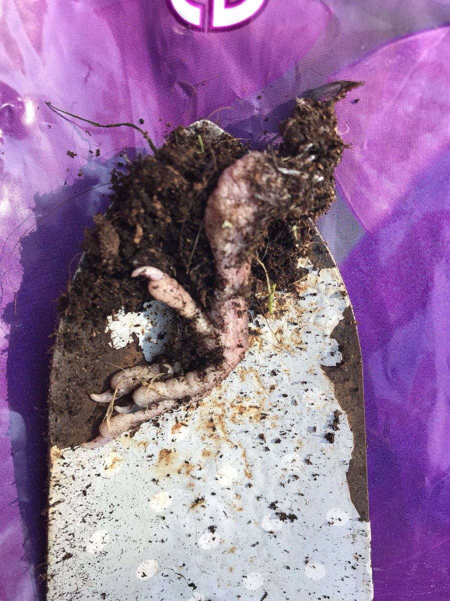 SMARTTorbay's tweet photo. Not sure this is what I am supposed to find in my bag of @BandQ verve multipurpose compost! The remains of a chicken I believe! https://t.co/yRRDYerKCS