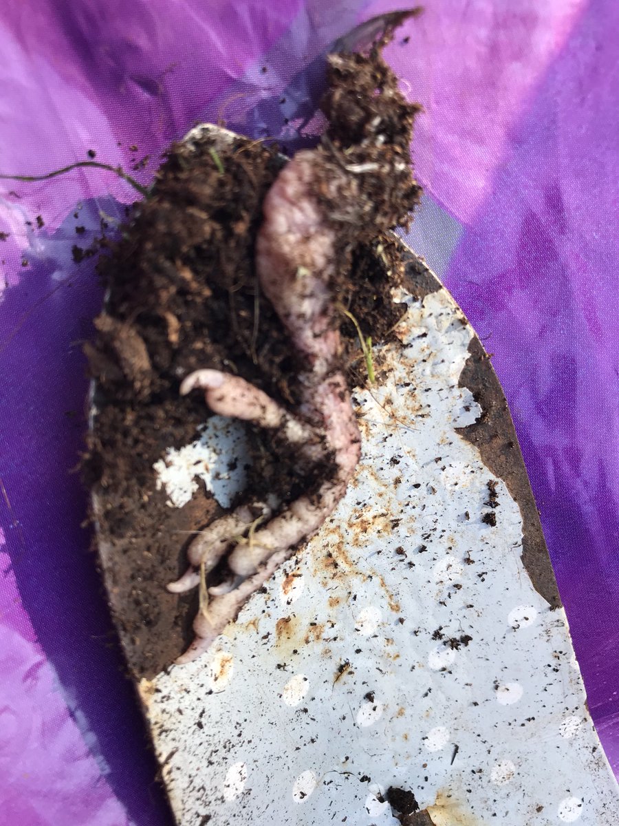 SMARTTorbay's tweet photo. Not sure this is what I am supposed to find in my bag of @BandQ verve multipurpose compost! The remains of a chicken I believe! https://t.co/yRRDYerKCS