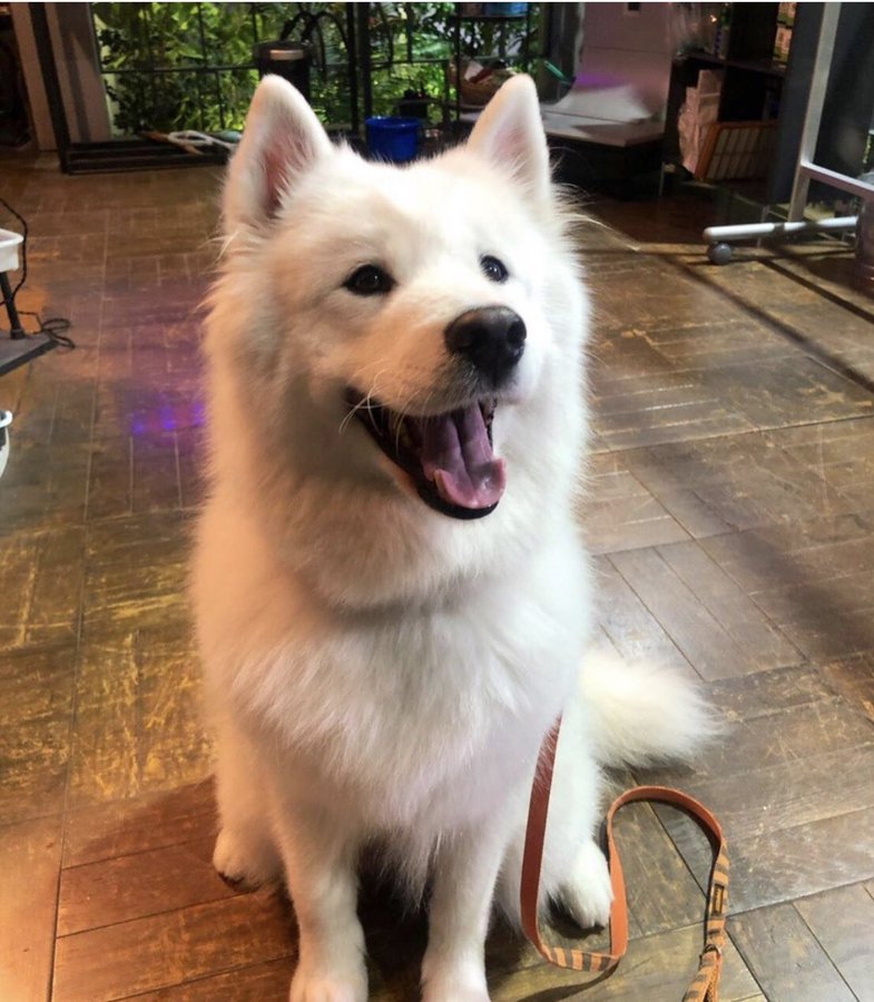 インハンド ドラマ に登場する犬の犬種や名前は Drama Box