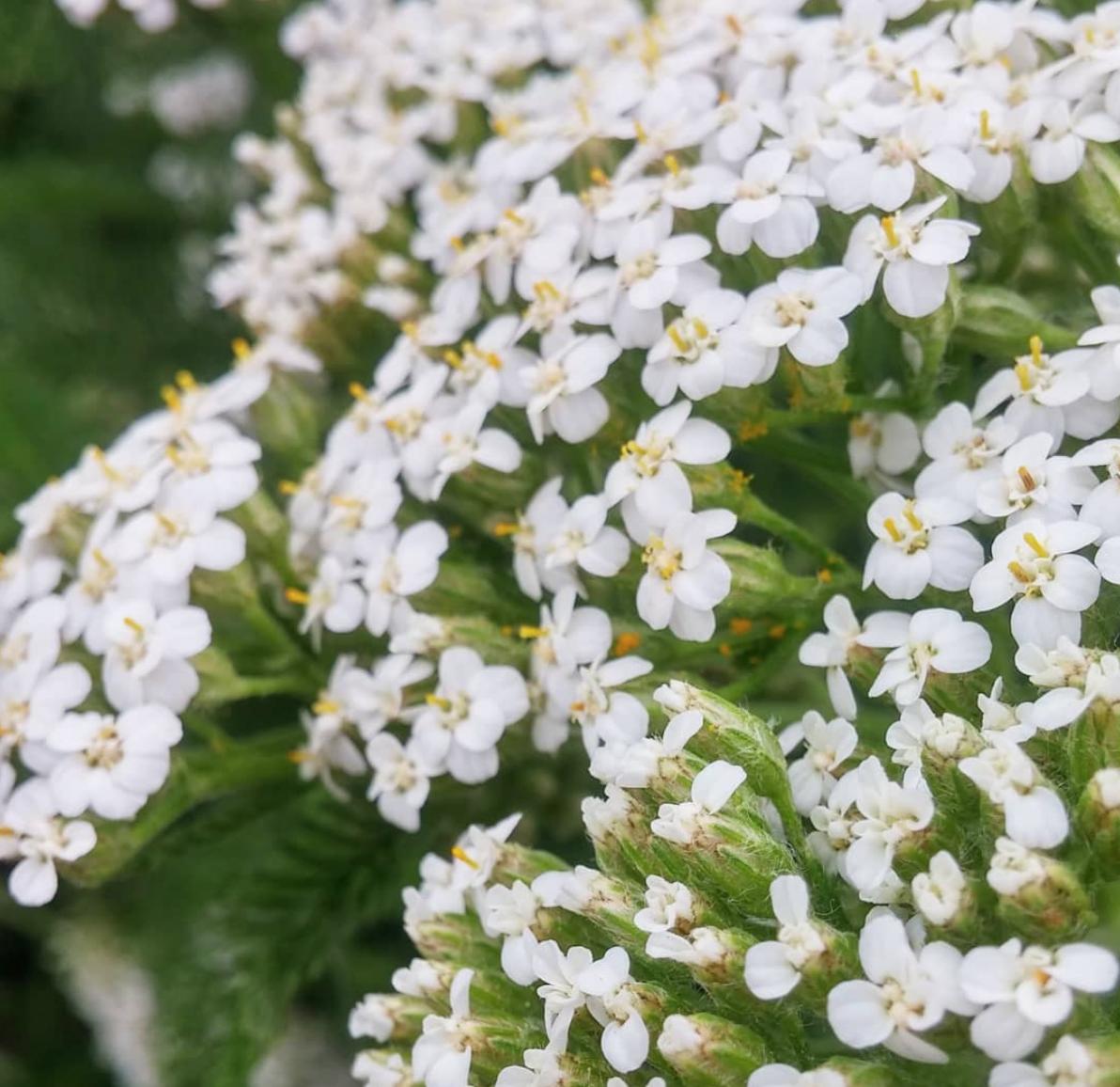 EscayaLife's tweet photo. Today is one of our favorite days of the year – it’s Mother’s Day! Treat the moms in your life to a bouquet from Wild Willow Farm! https://t.co/bhtmwYIkqA https://t.co/Fwvmo1kUw4