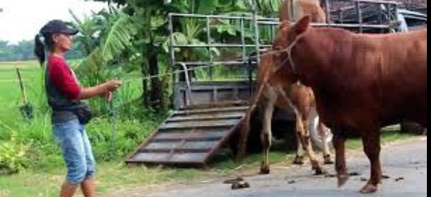 CowBull3's tweet image. My sister job Mating Cow everyday. Are you ready to call my?