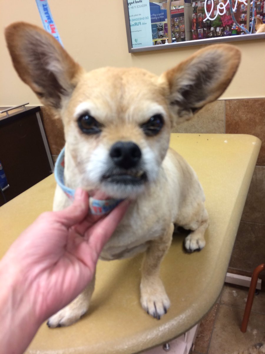 PetSmart 2341 tweet media