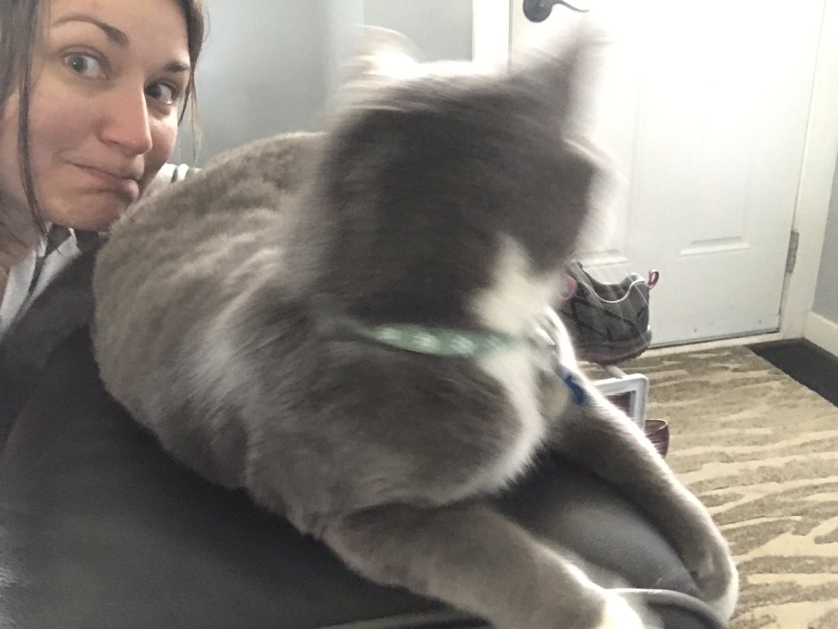 CdnShieldCarla's tweet photo. @AddyPottle Still refusing photos with me like a champ. #CatsOfCanLit https://t.co/eKAhtr0MX4