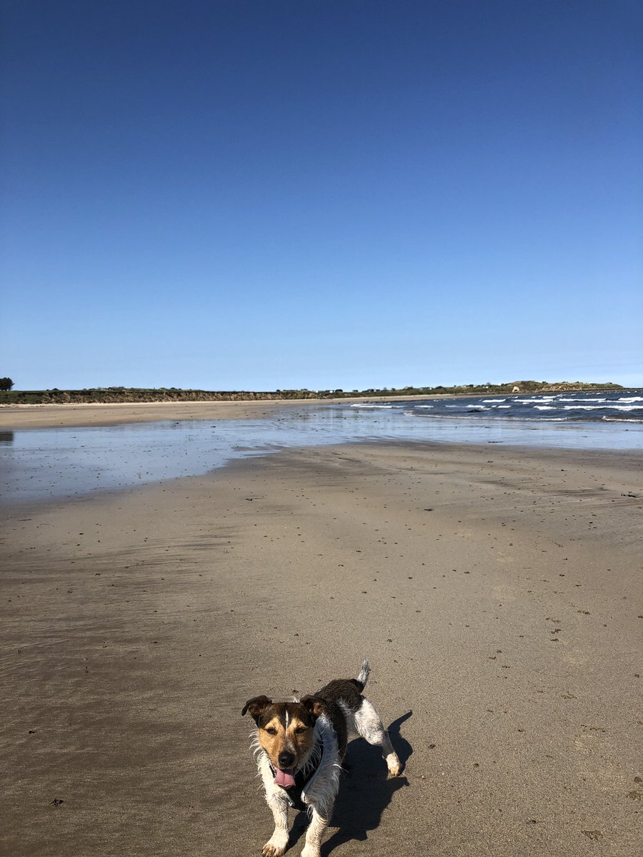 JaneHardlyever's tweet photo. Another stunningly beautiful #beach in #Northumberland but where are all the people? #peace #tranquility #Wellbeing #GreatOutdoors  @discovernland #SeatonPoint #Foxton #Alnmouth #DiscoverOurLand @VisitNland @GreatN_Land @northcoastaonb @AlnmouthNLD @NlandDogFriend #JackRussell https://t.co/OOeQAlK9Up