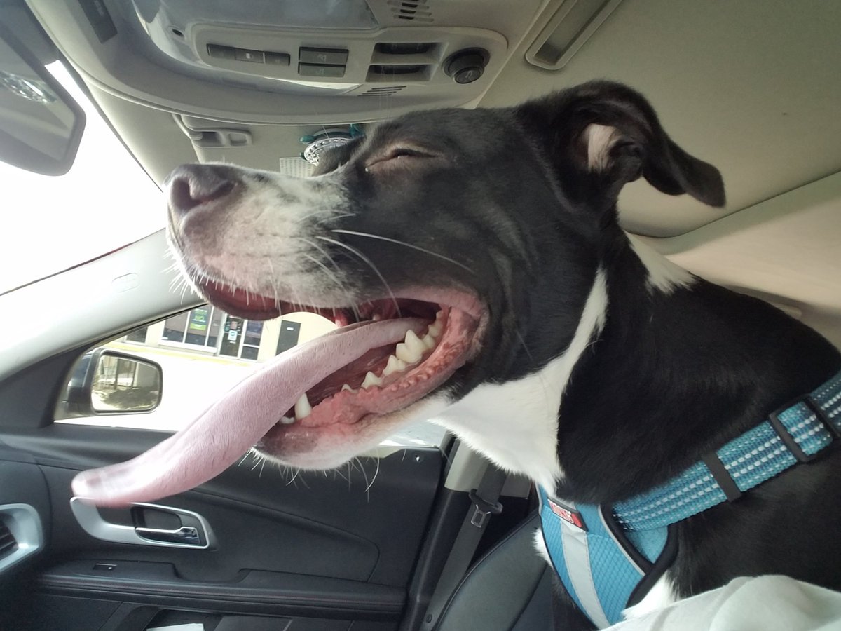 Tale3Pups's tweet photo. I went to the doggie dogtor 🐕👩⚕️ and got a shot for my allergies 💉 and they took part of my toes 😲 and then I helped drive home 🚗!!!
💙's,
Squish
#thetaleofthreepups #dogsoftwitter #rescuedogs #staffymix #lifewithdogs #puppies #dogsincars #cytopoint #busy #somuchtodo https://t.co/HB0zGGvJa1