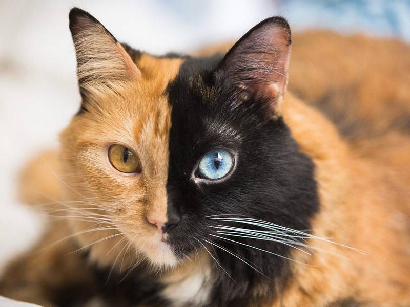 двух ликая венера кошка. химера венера. кошка венус. химера венера порода. двуликий кот венус.