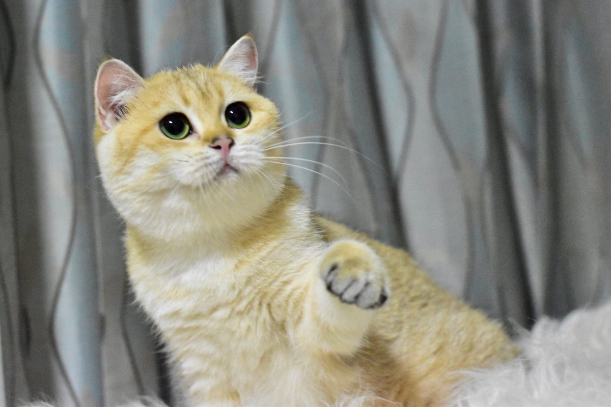 Natiilights's tweet photo. HANNA GOLDENBRI BRI NY25 BLACK GOLDEN TICKED TABBY https://t.co/58CUrD7tro